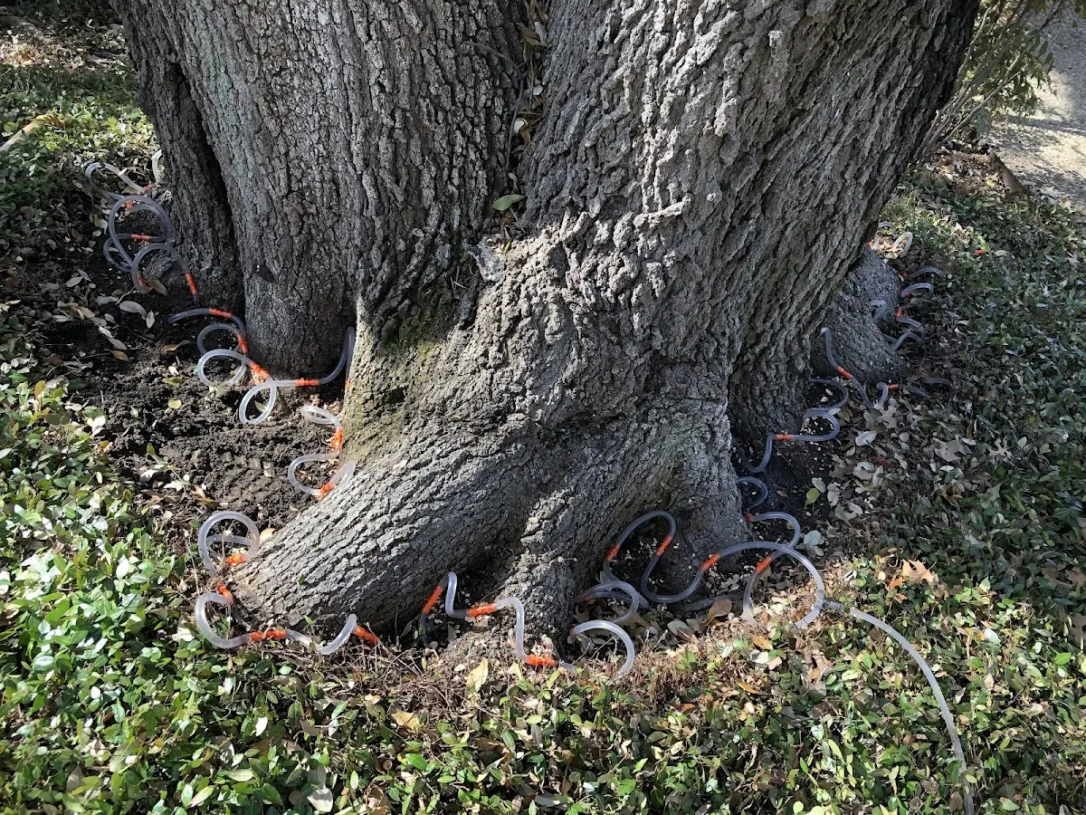 Detailed Tree Cabling and Bracing job site in Black Oak